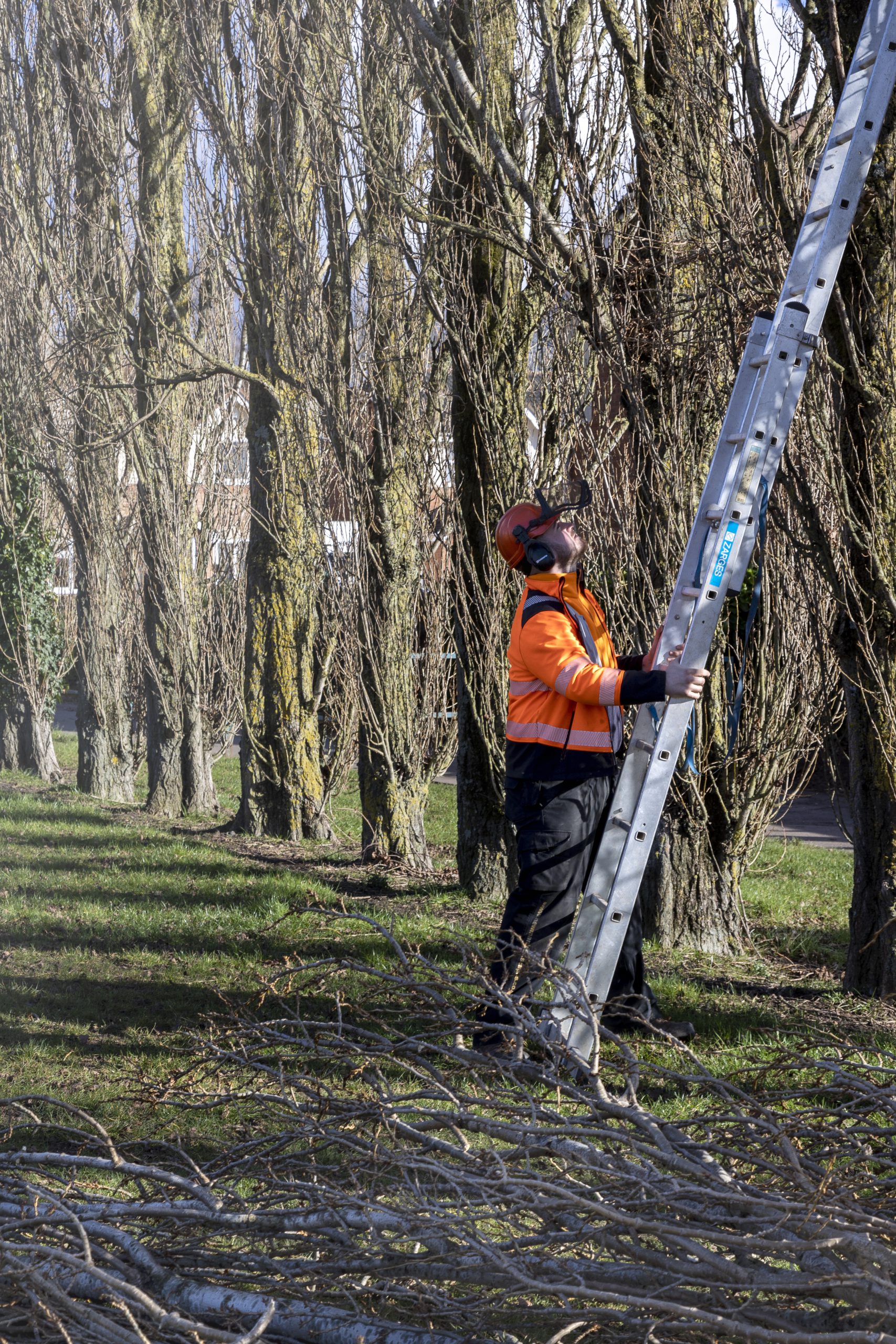 tree-surveys-coventry-derby-telford-newman-landscapes