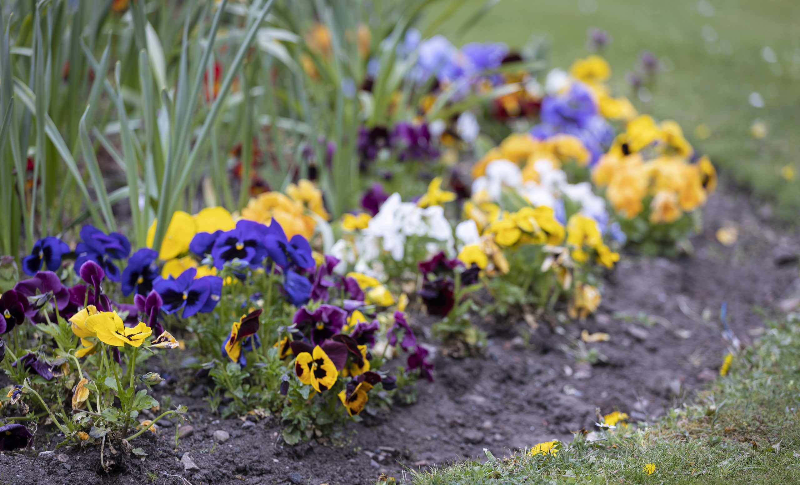 Flower bed of colourful plants