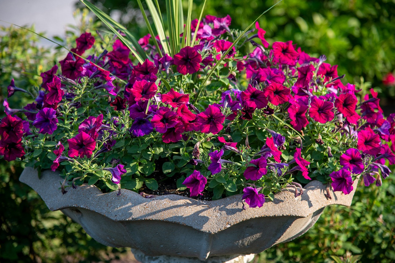 Petunia flowers in a round stone planter - Newman Landscapes