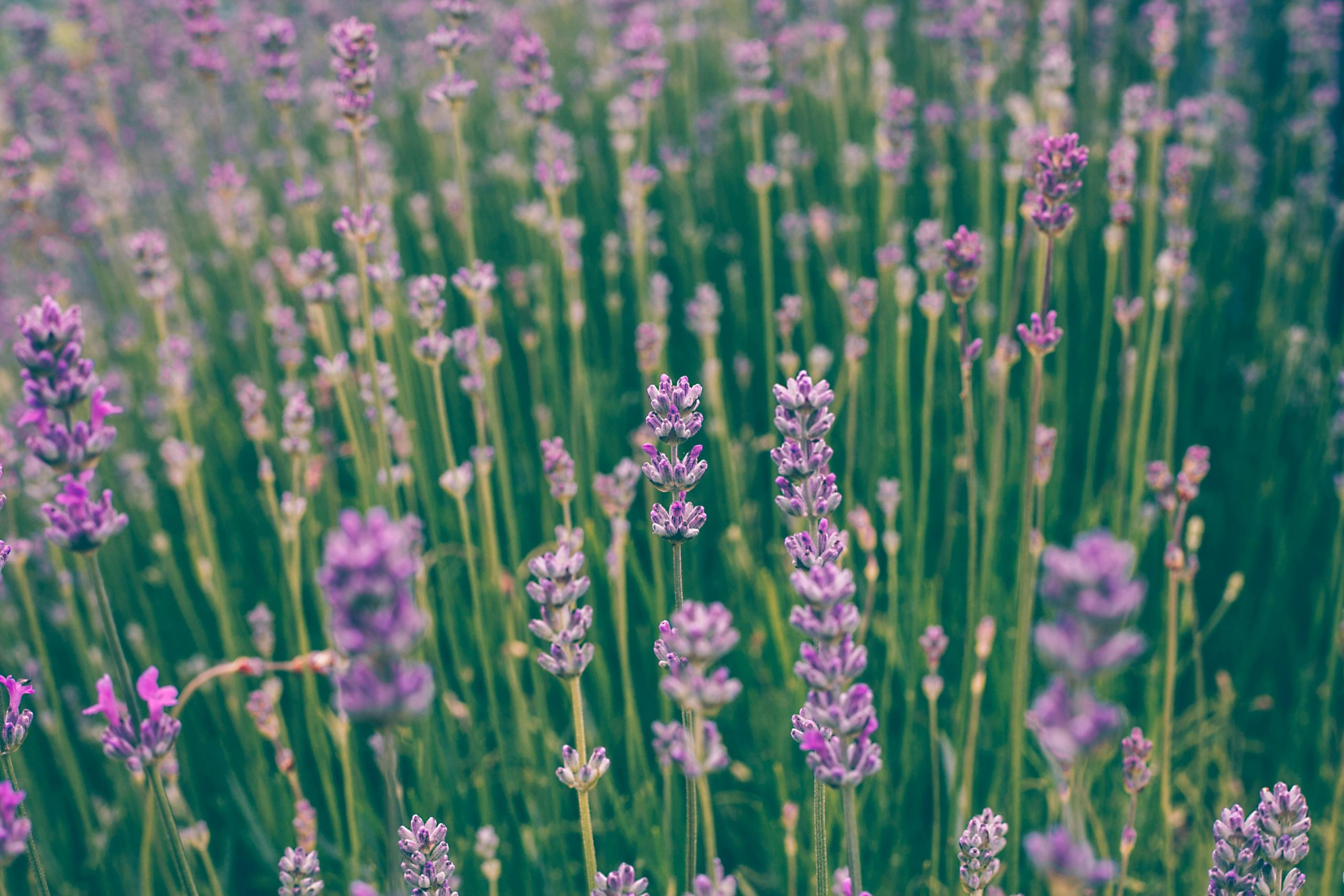 lavender plant in a public garden 