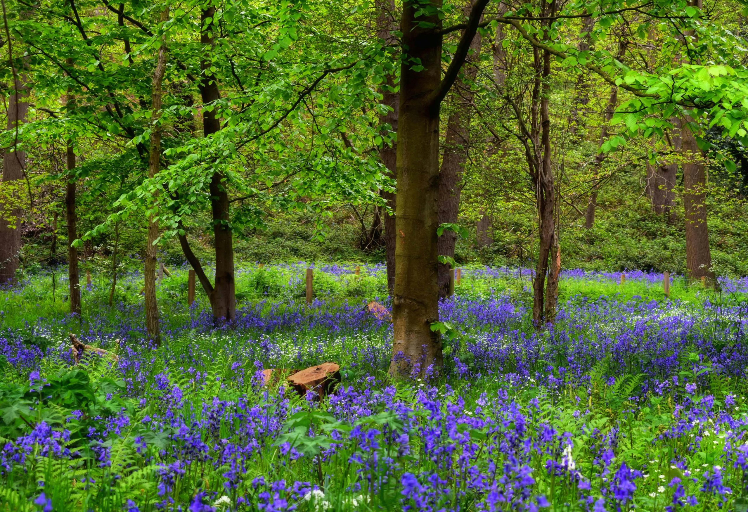 Trees and bluebells 