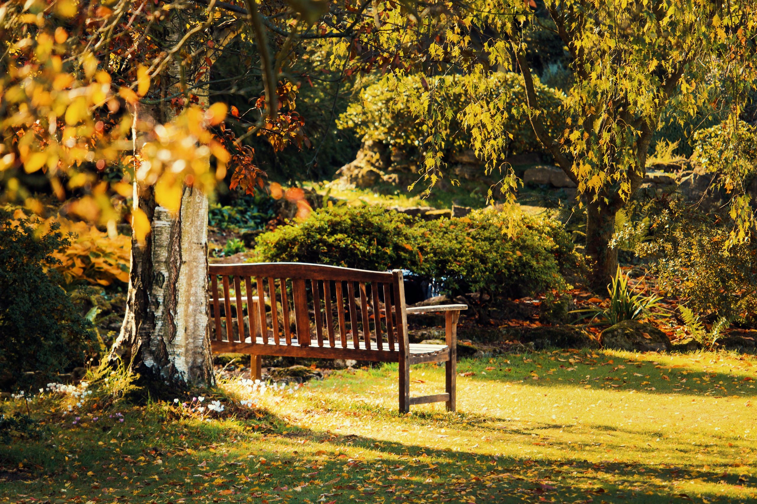 Garden bench in sunlight surrounded by trees in a public garden